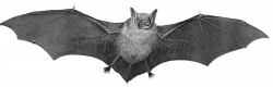 Free Real Life Bat Clip Art - Clip Art Library