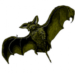 Download bat realistic clipart Bat Clip art