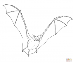 Bats coloring pages | Free Coloring Pages
