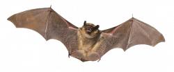 Bat PNG Transparent Free Images | PNG Only