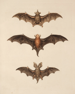 Free Halloween Clip Art - Flying Bats - The Graphics Fairy