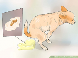 How to Care for Your Chihuahua (with Pictures) - wikiHow