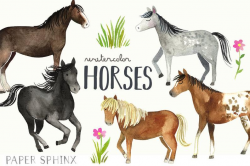 Watercolor Horses Clipart | Horse and Pony Breeds - Shetland, Clydesdale,  Appaloosa, Running Horses - Instant Download Digital PNG Images