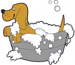 Best and Worst Shampoos for Doggy Bath Time - Pet Guide