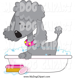 Clip Art of a Cute Gray Poodle in a Pink Collar, Taking a Sudsy ...