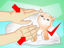 How to Give a Kitten a Bath: 14 Steps (with Pictures) - wikiHow