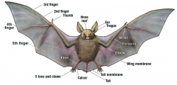 Bats Multiple Meaning Words (Homographic Homophones, Or Homonyms ...
