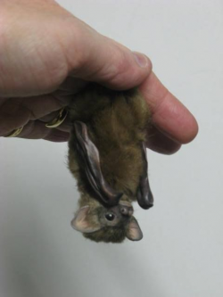 284 best Bats images on Pinterest | Bats, Bat photos and Animal kingdom