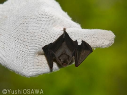 208 best Bat images on Pinterest | Bats, Baby bats and Cubs