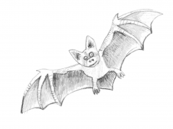 How To Draw a Bat - Step-by-Step