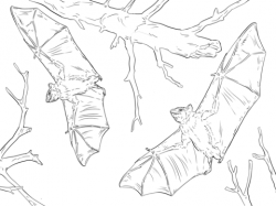 Common Fruit Bats coloring page | Free Printable Coloring Pages