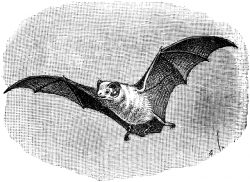 Northern Ghost Bat | ClipArt ETC
