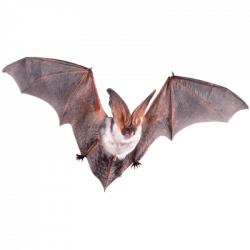 Group Of Bats Clipart transparent PNG - StickPNG