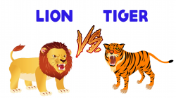 Lion Vs Tiger Finger Family Song | Tiger Vs Lion Fight | Children ...