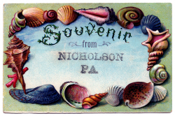 Vintage Clip Art - Souvenir Seashell Postcard #2 - The Graphics Fairy