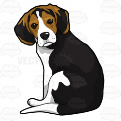 Beagle Puppy Sitting And Looking Back | Puppy sitting, Beagle and Dog