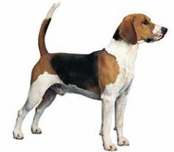 Black and Tan Virginia Foxhound one of four American Foxhound breeds ...