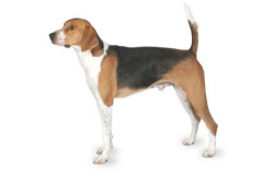American Foxhound Dog Breed Information, Pictures, Characteristics ...