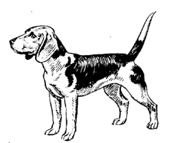 ▷ Beagles: Animated Images, Gifs, Pictures & Animations - 100% FREE!