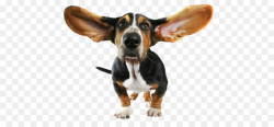 Basset Hound Beagle Bloodhound Papillon dog Chihuahua - Funny Dog ...