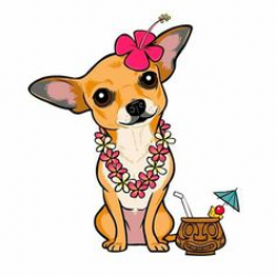 Sweet Chihuahua | Dog, Animal and Doggies