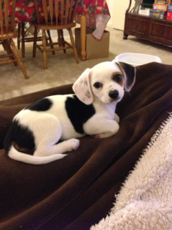 She's a cheagle - beagle chihuahua mix! : aww