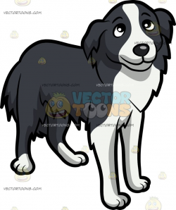A Beautiful Border Collie Puppy | Border collie puppies, Collie ...