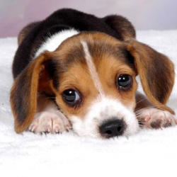 Beagle Clipart Cute