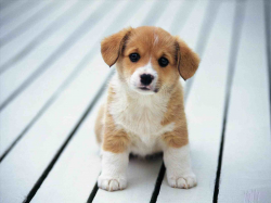 Cute Beagle Clipart | animalsee.club