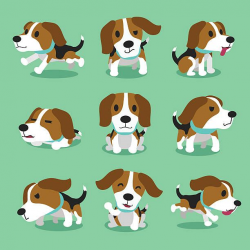 10 best pets images on Pinterest | Beagle puppy, Doggies and Pets