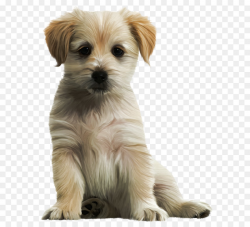 Labrador Retriever Puppy Clip art - Cute Puppy PNG Clipart Image png ...