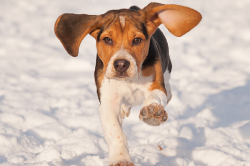 Meet Everyone's Favorite Dog: the Beagle