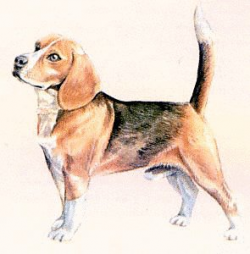 Free Beagle Clipart - Free Clipart Graphics, Images and Photos ...