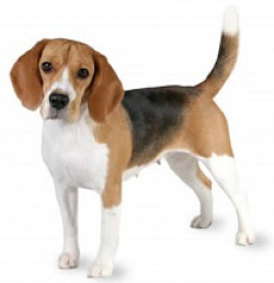 beagle.02.jpg