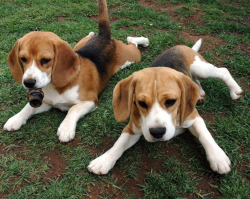 Beagle Clipart Puppy