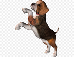 Pocket Beagle Puppy Clip art - dog png download - 544*700 - Free ...
