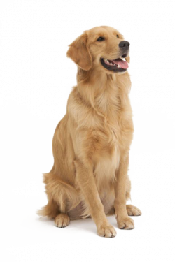 Dog, Dogs, Pet, Animal PNG Image and Clipart for Free Download