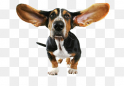 Free download Basset Hound Beagle Bloodhound Papillon dog Chihuahua ...
