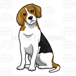 Beagle Sitting With Its Head Slightly Cocked To One Side | Beagle ...