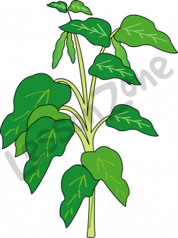 Bean Plant Clipart
