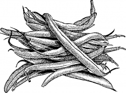 Green Beans Drawing at GetDrawings.com | Free for personal use Green ...
