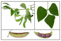 Bataw / Lablab purpureus / Hyacinth bean : Philippine Medicinal ...