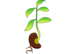 Activities - Bean plant sprouting