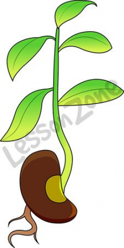 Bean Plant Clipart | Free download best Bean Plant Clipart ...