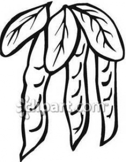 Hanging Black and White Bean Pods - Royalty Free Clipart Picture