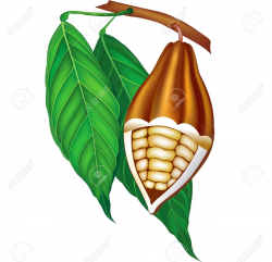 28+ Collection of Cocoa Pod Clipart | High quality, free cliparts ...