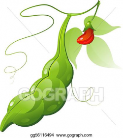 EPS Illustration - Bean pod. Vector Clipart gg56116494 - GoGraph