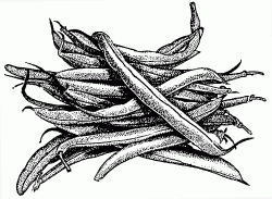 Green Beans Clipart Black And White | Letters Format