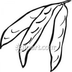 Black and White Bean Pods - Royalty Free Clipart Picture
