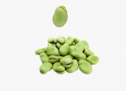Peas Clipart Broad Bean - Broad Beans Png #672409 - Free ...